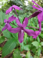 Pseuderanthemum cuspidatum