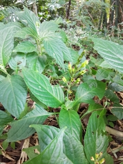 Pseuderanthemum cuspidatum