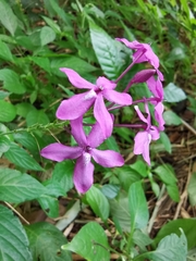 Pseuderanthemum cuspidatum