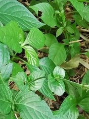 Pseuderanthemum cuspidatum