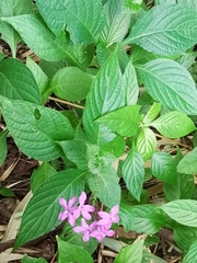 Pseuderanthemum cuspidatum