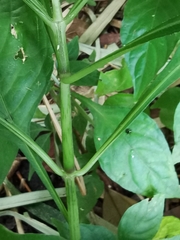 Pseuderanthemum cuspidatum