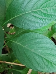 Pseuderanthemum cuspidatum