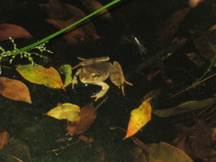 Platyplectrum fletcheri