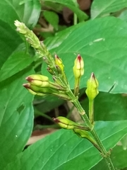 Pseuderanthemum cuspidatum