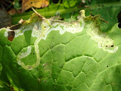 Sphaeroderma testaceum