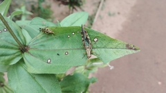 Omalotettix obliquus