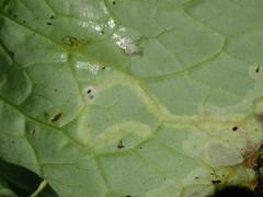Sphaeroderma testaceum