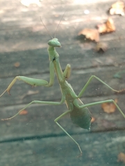 Stagmomantis carolina