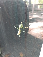 Stagmomantis carolina