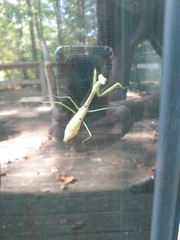 Stagmomantis carolina