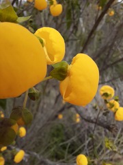 Calceolaria ascendens