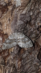 Nothocasis sertata