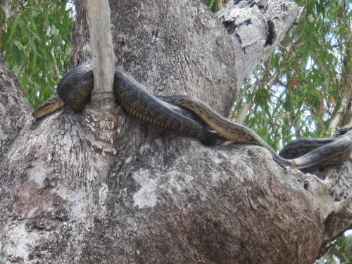 Australian Scrub Python sighting