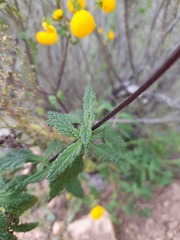 Calceolaria ascendens
