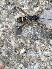 Parancistrocerus pensylvanicus
