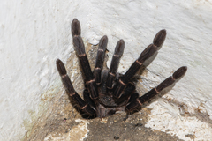 Chilobrachys stridulans