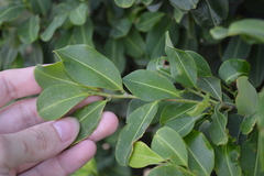 Erythroxylum areolatum