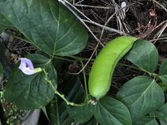 Canavalia lineata