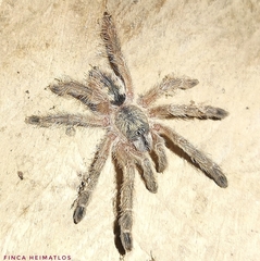 Tapinauchenius