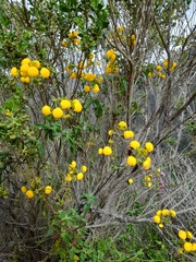 Calceolaria ascendens