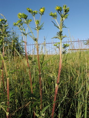 Potentilla tergemina