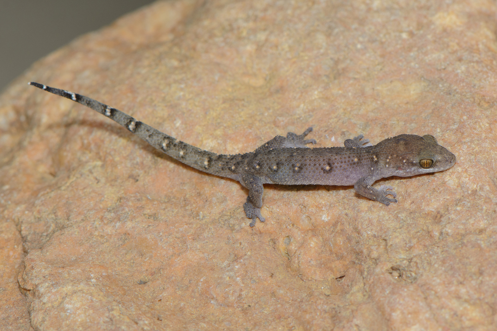 Siamese Leaf-Toed Gecko