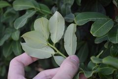 Erythroxylum areolatum