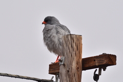 Melierax canorus canorus