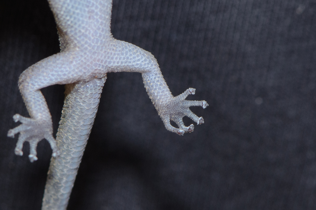 Southeast Asian Leaf-toed Geckos