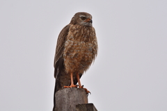 Melierax canorus canorus