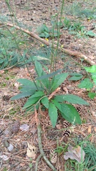 Hieracium laevigatum