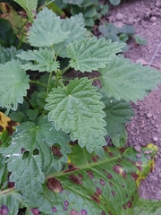 Urtica dioica
