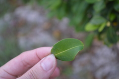 Erythroxylum areolatum