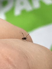 Tuberolachnus salignus