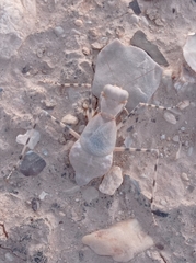 Eremiaphila brunneri