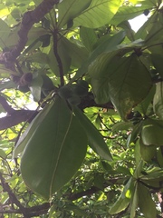Terminalia catappa