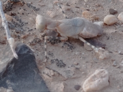 Eremiaphila brunneri