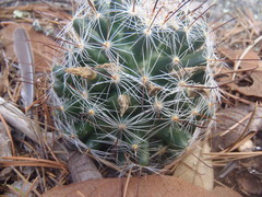 Mammillaria barbata