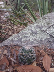 Mammillaria barbata