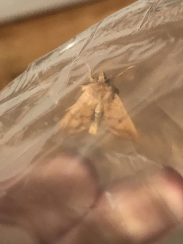 Bicolored Sallow photo 4
