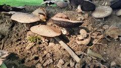 Agaricales