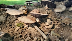 Agaricales