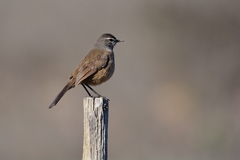 Cercotrichas coryphoeus coryphoeus