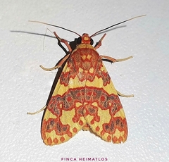 Hyponerita persimilis