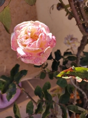 Rosa
