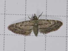 Eupithecia longidens