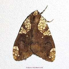 Ochrodota