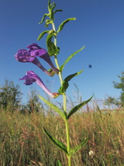 Scutellaria scordifolia