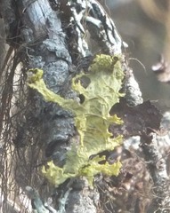 Vulpicida canadensis